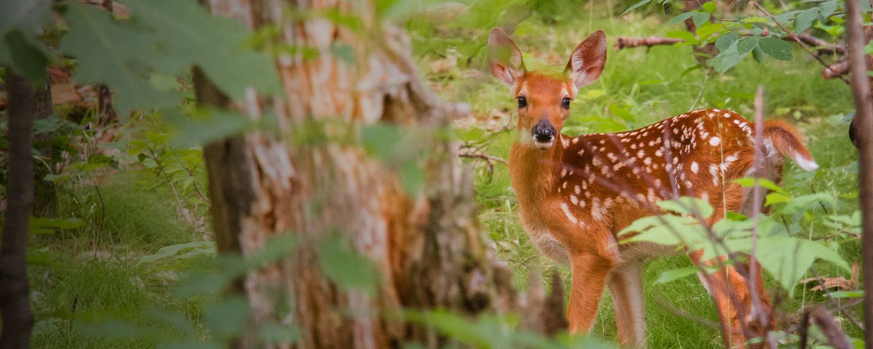 Wildlife & Environmental Crime